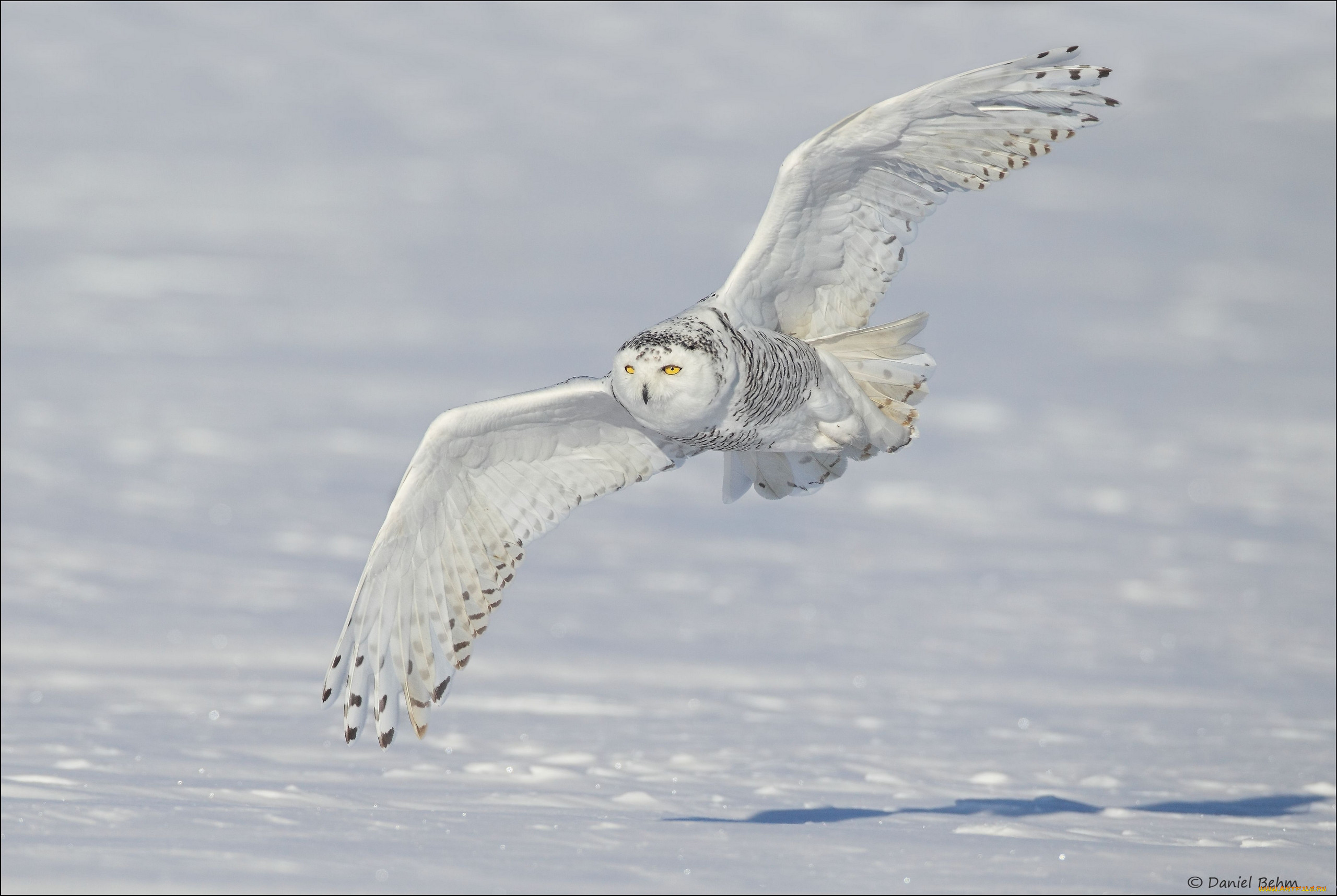 , , , , snowy, owl, , , , , 